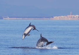 Les sympathiques dauphins que nous pourrions voir lors de la The friendly dolphins that we might see during the dolphin watching boat trip in Alghero with Progetto Natura Alghero.  avec Progetto Natura Alghero.