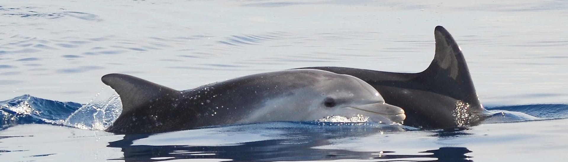 Los bellos y curiosos delfines que podremos ver durante el paseo en barco de avistamiento de delfines en Alghero con Progetto Natura Alghero.