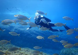 A beginner diver is diving close to fishes during the PADI Open Water Diver Course in Baie de Calvi for Beginners with Calvi Plongée.