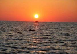 Sunset Boat Trip to Rovinj Islands  from Stupica Excursions Rovinj A boat trip to Rovinj Island with dolphins at sunset with Stupica Excursions.