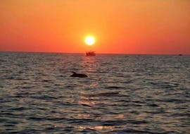 A boat trip to Rovinj Island with dolphins at sunset with Stupica Excursions.