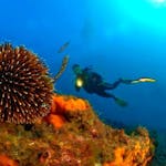 A diver is having fun underwater during the snorkeling in Saint-Tropez with European Diving School.