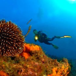 Ein Taucher hat beim Schnorcheln in Saint-Tropez mit der European Diving School Spaß unter Wasser.