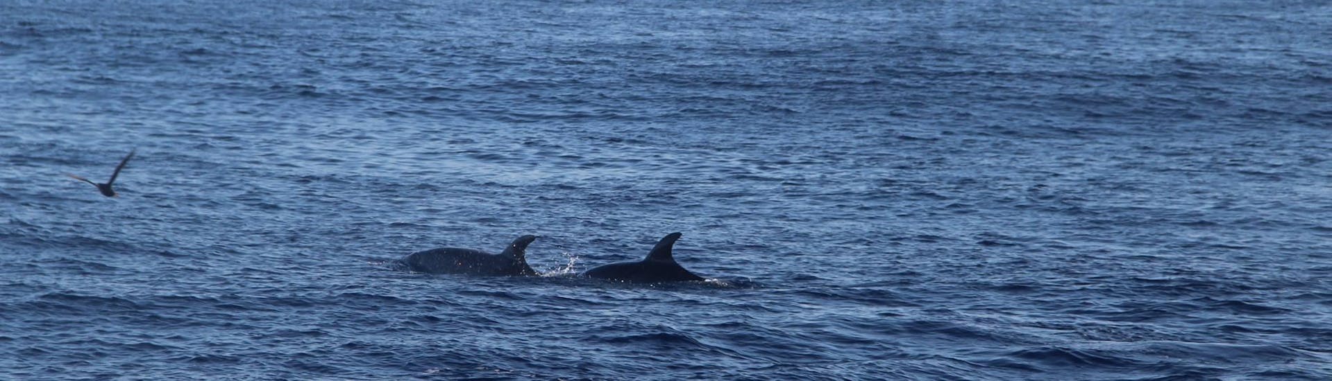 Two dolphins are swimming in Alcúdia during a dolphin watching tour with Alcúdia Sea Trips.
