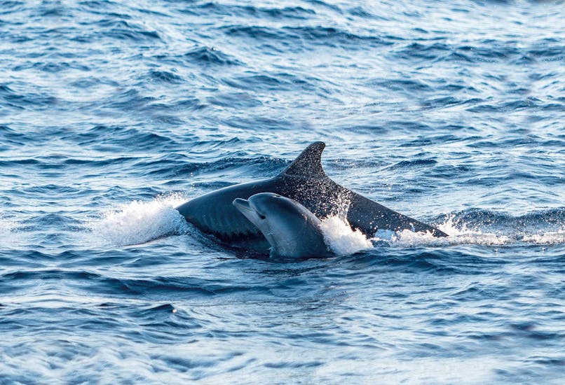 Boottocht langs de noordkust van Mallorca vanuit Alcúdia met dolfijnen spotten.
