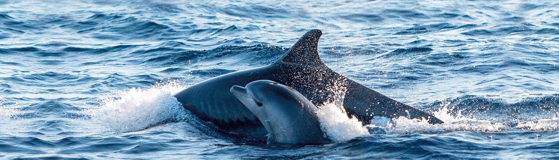 Boottocht langs de noordkust van Mallorca vanuit Alcúdia met dolfijnen spotten.