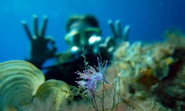 Een duiker bewondert de onderwaterwereld tijdens de begeleide duiken rond Portocolom voor gebrevetteerde duikers met East Coast Divers Mallorca.
