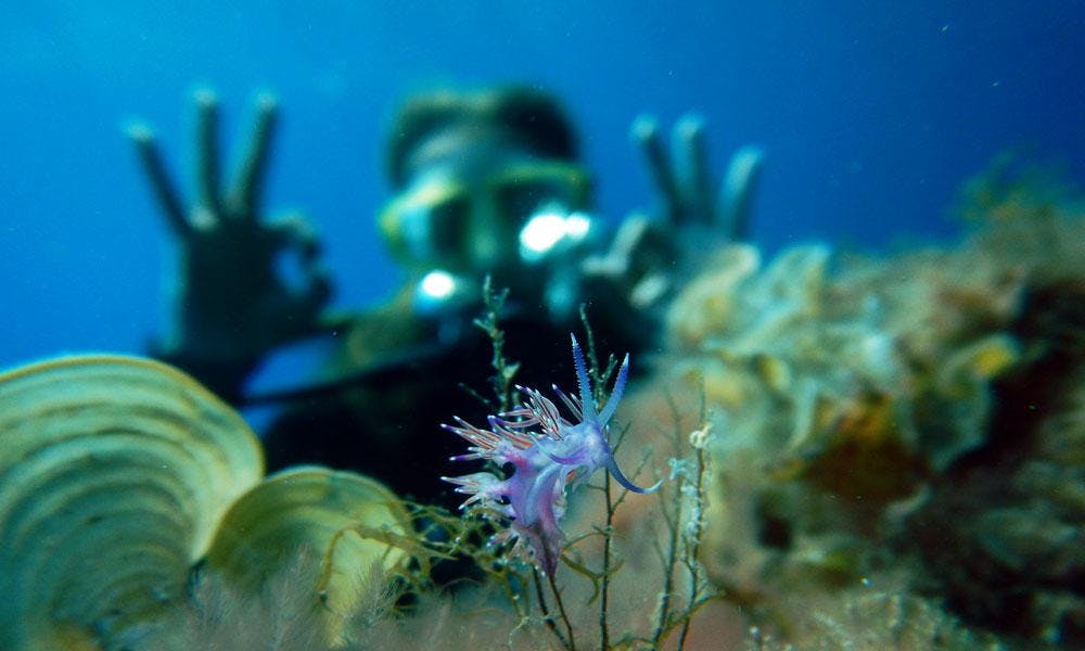 Formation plongée PADI Open Water Diver à Portocolom pour Débutants avec East Coast Divers Majorque Formation plongée PADI Open Water Diver à Portocolom pour Débutants avec East Coast Divers Majorque.