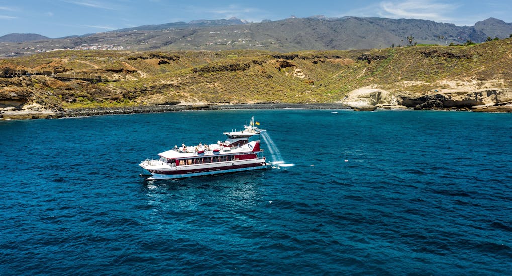 A catamaran trip goes dolphin & whale watching to Los Gigantes with Tenerife Dolphin.