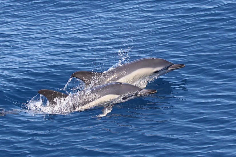Avistamiento de delfines y ballenas en Costa Adeje con baño.