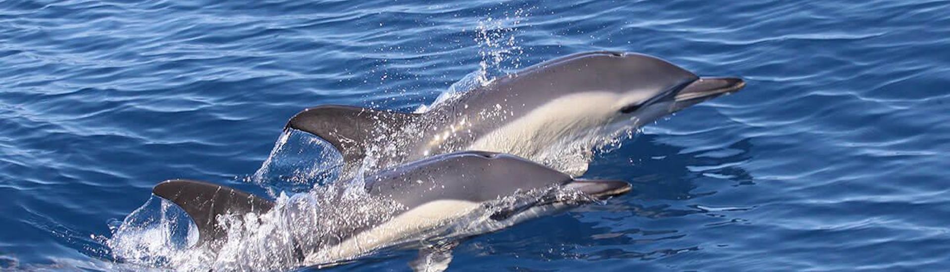 Avistamiento de delfines y ballenas en Costa Adeje con baño.