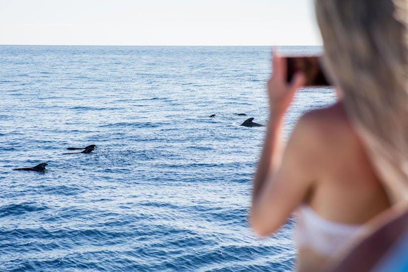 Mini Cruise with Dolphin & Whale Watching in Costa Adeje.