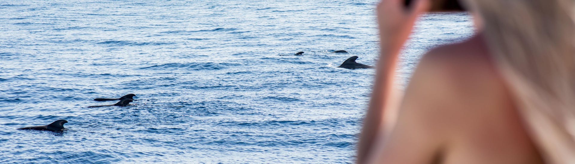 Katamarantour mit Delfin- & Walbeobachtung in Costa Adeje.