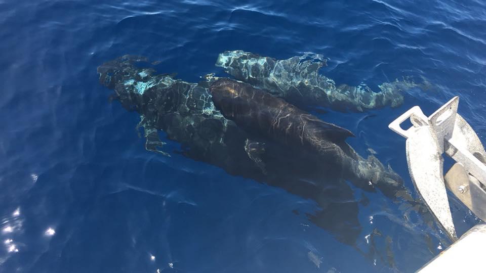 Catamarantocht van Puerto Colón met zwemmen & wild spotten met Monte Cristo Catamaran Tenerife.