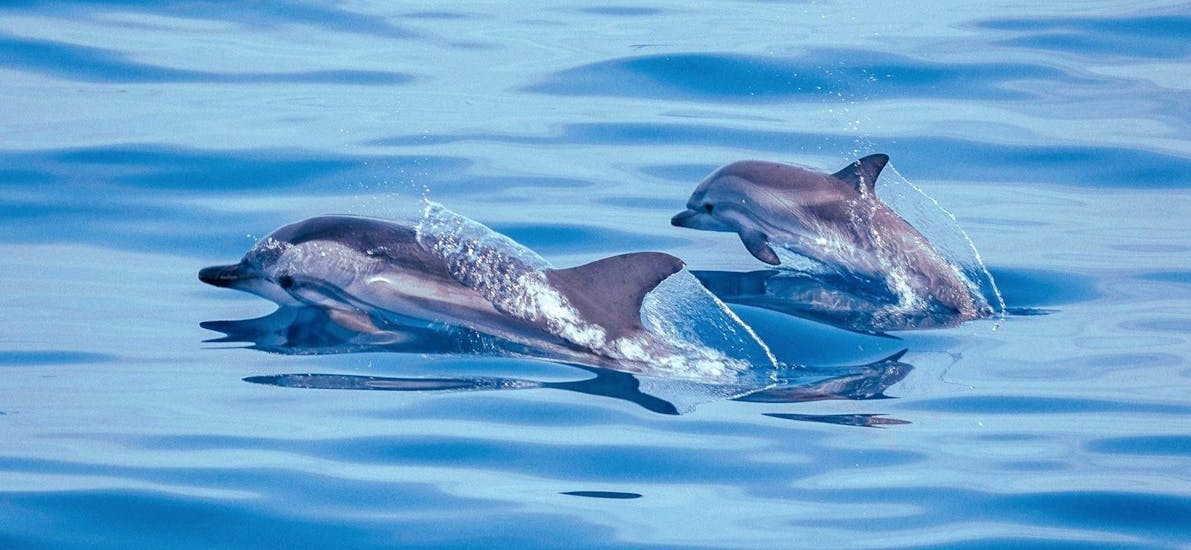 Delfine, die Ihr während der Bootsfahrt nach Antibes mit Schnorcheln und Tierbeobachtung mit BeFree2Dive sehen könnt.