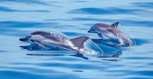 Paseo en barco privado de Villeneuve-Loubet a Côte d'Azur (Costa Azul)  & baño en el mar Paseo en barco privado de Villeneuve-Loubet a Côte d'Azur (Costa Azul)  & baño en el mar.