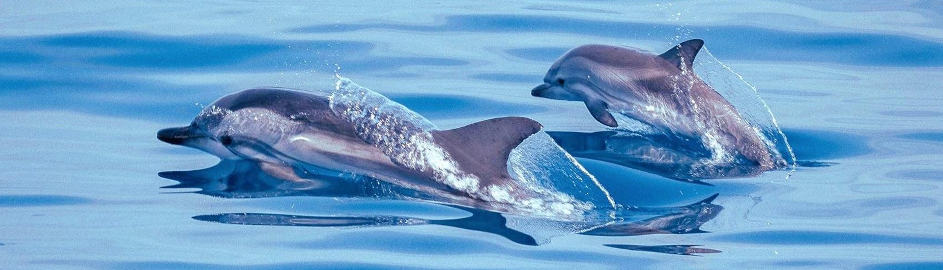 Delfine, die Ihr während der Bootsfahrt nach Antibes mit Schnorcheln und Tierbeobachtung mit BeFree2Dive sehen könnt.