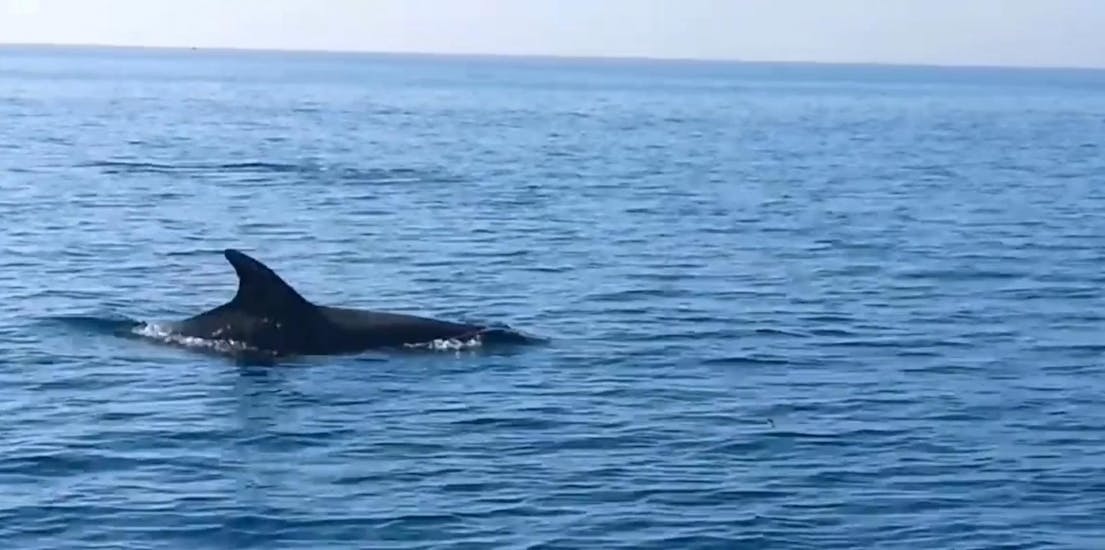 Delfine, die Sie während der Delfinbeobachtungsfahrt um Vrsar mit Santa Ana Vrsar sehen können.