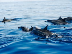 I delfini che potete vedere durante l'escursione in barca di osservazione dei delfini attorno a Vrsar con Santa Ana Vrsar.