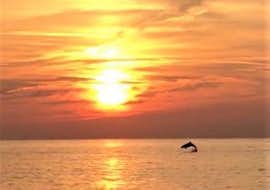 Sunset Boat Trip from Fažana with Dolphin Watching from Gas Boat Fažana A dolphin can be seen during a dolphin watching boat trip at sunset with Gas Boat Fazana.