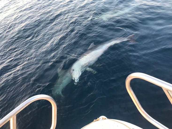 Bei einer Bootstour auf der Adria mit Gas Boat Fazana kann man einen Delphin beobachten.