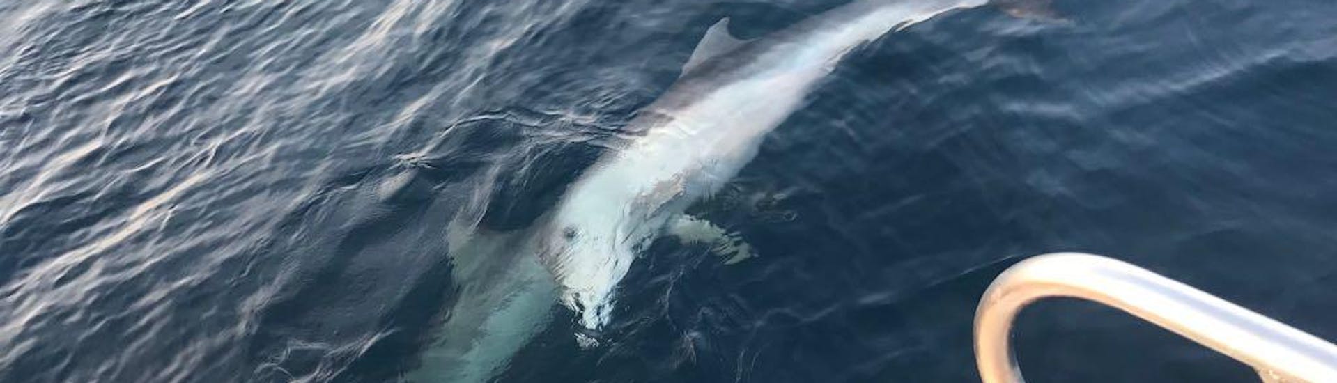 Se puede ver un delfín durante un paseo en barco en el mar Adriático con Gas Boat Fazana.