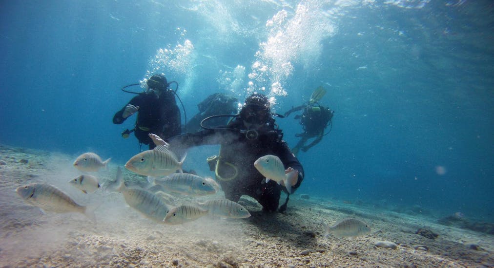 A group of friends is swimming with fishes during their trial scuba dive in Split thanks to Blu Diving Center.