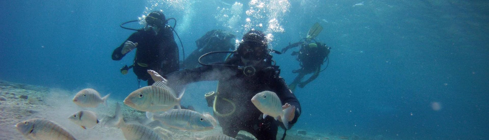 Un gruppo di amici nuota con i pesci durante la loro immersione di prova a Spalato grazie al Blu Diving Center.