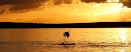 Ein Delfin springt während der Delfinbeobachtung ab Poreč bei Sonnenuntergang mit Monvi Tours Poreč aus dem Wasser.