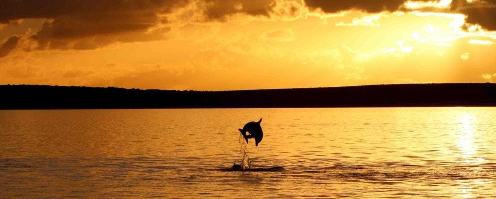 Paseo en barco al atardecer con avistamiento de delfines desde Poreč Una imagen de un delfín saltando en el agua tal y como puede verse en el paseo en barco al atardecer con avistamiento de delfines desde Poreč con Monvi Tours Poreč.