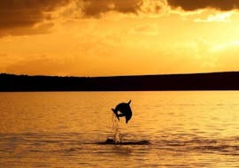 Ein Delfin springt während der Delfinbeobachtung ab Poreč bei Sonnenuntergang mit Monvi Tours Poreč aus dem Wasser.