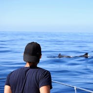 A guy is contemplating a dolphin from a boat during a Whale and Dolphin Watching boat trip in Calheta at Madeira with On Tales.