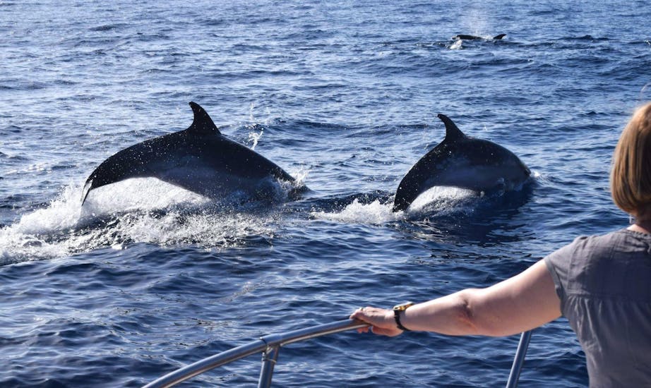 Two dolphins are jumping out of the water in front of a boat during a Whale and Dolphin watching boat trip in Madeira with On Tales.