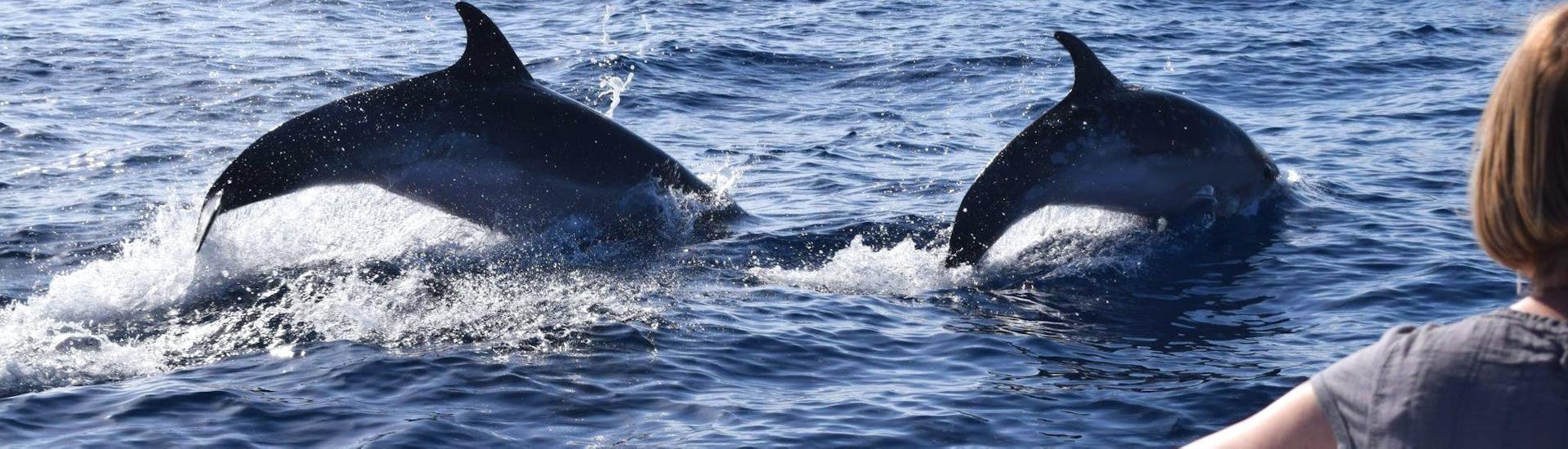 Deux dauphins sautent hors de l'eau devant un bateau lors d'une balade en bateau d'observation des baleines et des dauphins à Madère avec On Tales.