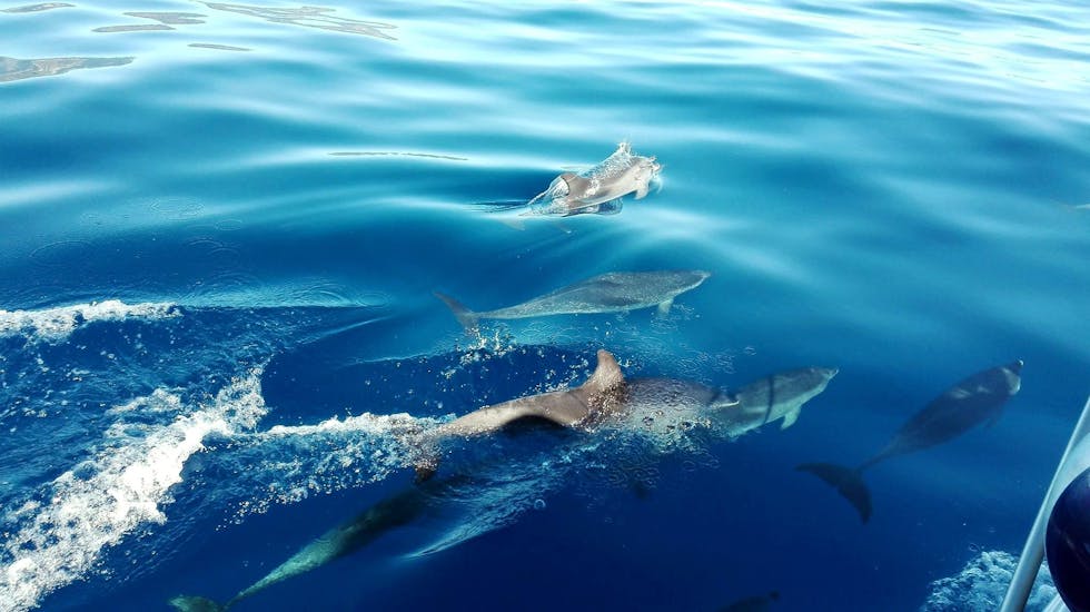 Mehrere Delfine schwimmen vor dem Boot während der Balade privée en bateau avec Observation des Dauphins et des Baleines à Madère mit On Tales Whales and Dolphins - Madeira.