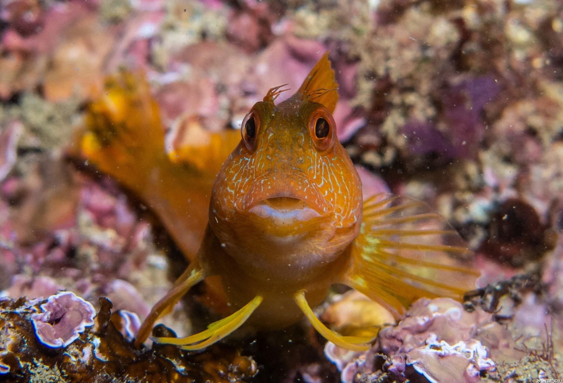 Snorkeling Tour to Ponta da Piedade in Lagos Lagos Divers Algarve