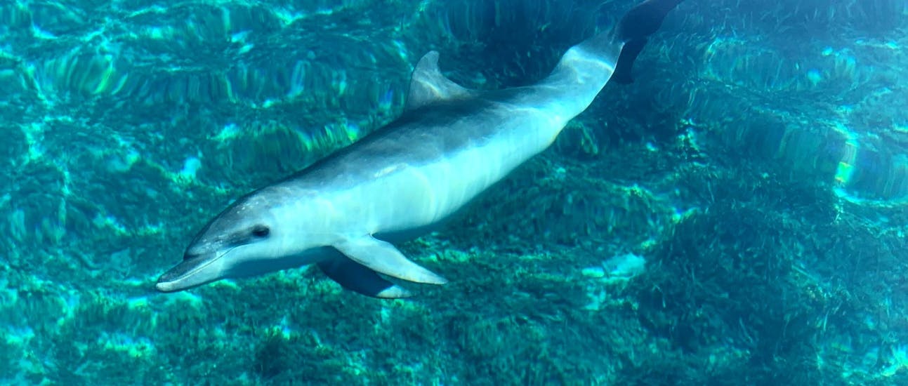 Foto eines Delfins, gesehen während einer Bootsfahrt nach Cala Moresca mit Schnorcheln und Delfinbeobachtung mit BlueSea Charter and Tour Olbia.
