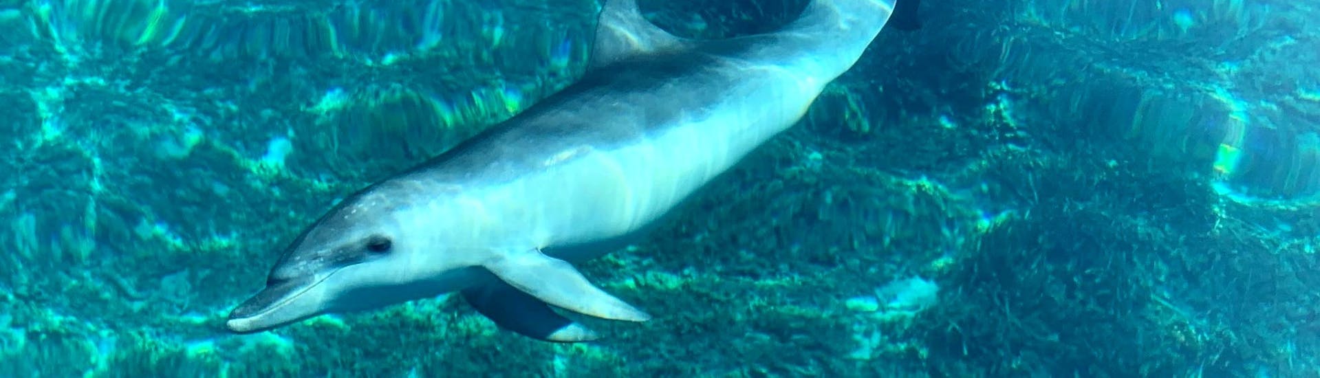 Foto eines Delfins, gesehen während einer Bootsfahrt nach Cala Moresca mit Schnorcheln und Delfinbeobachtung mit BlueSea Charter and Tour Olbia.