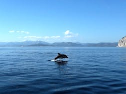 Vue d'un dauphin sautant dans le golfe d'Olbia pendant la balade en bateau à Figarolo et Capo Figari avec observation des dauphins et snorkeling avec Blue Way - Sea Experiences.