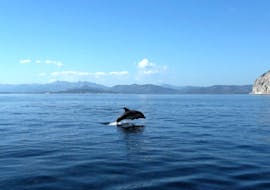 View of a dolphin jumping in the gulf of Olbia during the boat tour to Figarolo and Capo Figari with dolphing watching & snorkeling with Blue Way Olbia.