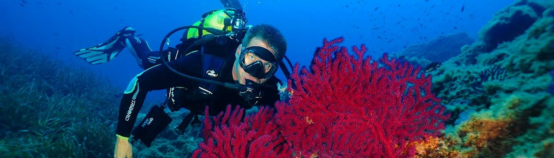 Une personne  admire un corail pendant sa Formation plongée FFESSM Niveau 1 à Saint-Raphaël pour Débutants avec Aventure Sous Marine. 