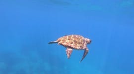 Foto van een schildpad tijdens de boottocht naar Turtle Island met Turtle spotting met Abba Tours Zante.