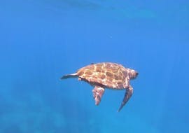 Picture of a turtle during the Boat tour to Turtle Island with Turtle spotting with Abba Tours Zante.