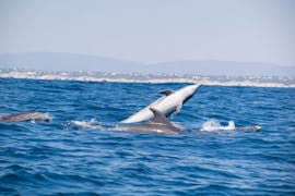 Les dauphins qui peuvent être vus pendant la Balade en bateau à la grotte de Benagil avec observation des dauphins avec 5emotions Algarve - Portimão.