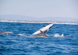 Dolphins which can be seen during the Boat Trip from Portimão with Dolphin Watching with 5emotions Portimão.