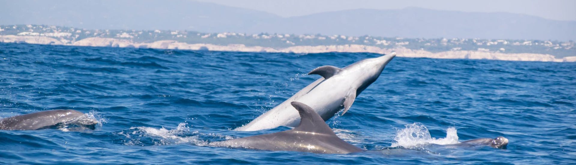 Dolfijnen die te zien zijn tijdens de boottocht vanuit Portimão met dolfijnen kijken met 5emotions Portimão.