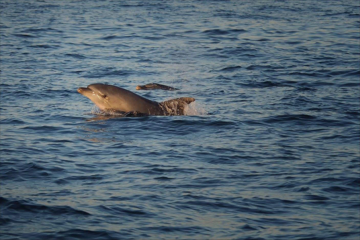 Boat on the sea during the sunset tour of Poreč with dolphin watching organised by Victoria Tours Poreč.