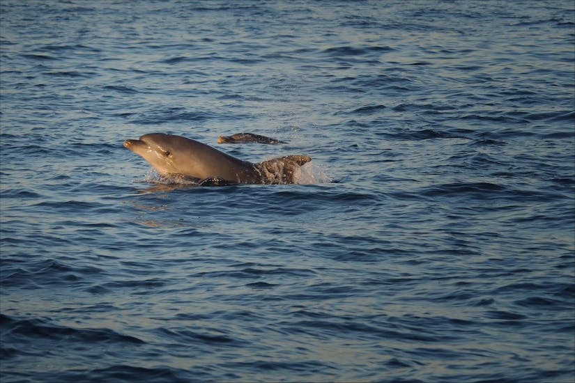 I delfini nuotano nell'acqua e possono essere visti durante il tour al tramonto di Poreč con l'osservazione dei delfini con Victoria Tours Poreč.