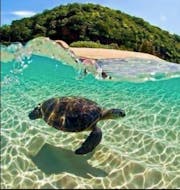 A turtle swimming under water by turtle island which can be visited during the Boat Rental in Keri (up to 10 People) with Fun@Sea in Zakynthos.