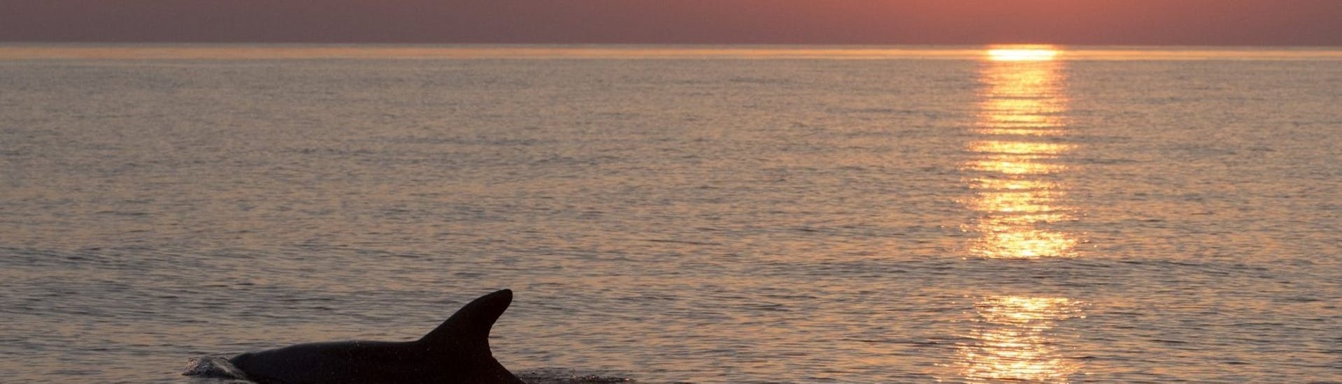 Vista del tramonto che potete ammirare durante il Giro in barca al tramonto con cena e avvistamento dei delfini con Tajana & Zlatni Rat Excursions Medulin.